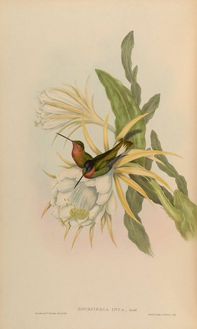 Bourciera inca = Coeligena torquata inca - John Gould